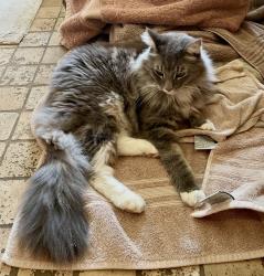 Lost Male Cat last seen Birdsong Loop, Ashland, OR 97520