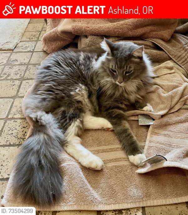 Lost Male Cat last seen Birdsong Loop, Ashland, OR 97520