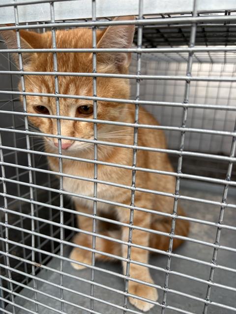 Shelter Stray Male Cat last seen Near BLOCK S 6400 W, WEST VALLEY CITY UT 84128, 4522 W 3500 S, West Valley City, UT 84120, USA