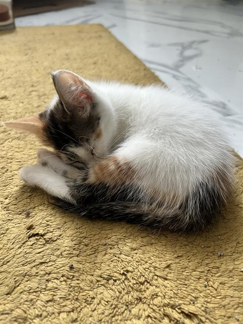 Shelter Stray Female Cat last seen Near BLOCK TULANE DR, 4710 TX-151, San Antonio, TX 78227, USA