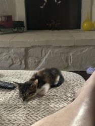 Shelter Stray Female Cat last seen Near BLOCK TULANE DR, 4710 TX-151, San Antonio, TX 78227, USA
