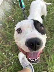 Shelter Stray Female Dog last seen Near BLOCK VILLAGE CREST, 4710 TX-151, San Antonio, TX 78227, USA
