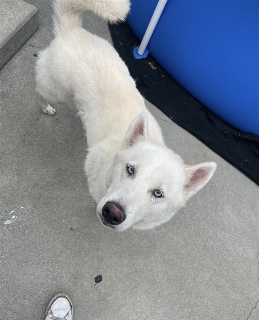 Shelter Stray Female Dog last seen Near BLK E. 64TH ST. LONG BEACH CA 90805, 7700 E Spring St, Long Beach, CA 90815, USA