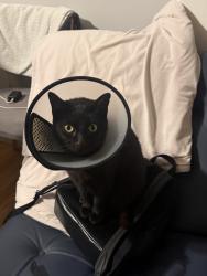 Lost Male Cat last seen Sherman way, Los Angeles, CA 91406