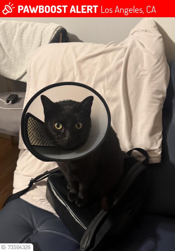 Lost Male Cat last seen Sherman way, Los Angeles, CA 91406