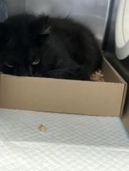 Shelter Stray Male Cat last seen Near BLOCK BLCK ORIZABA AVE, LONG BEACH, CA, 90804, 7700 E Spring St, Long Beach, CA 90815, USA
