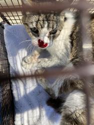 Shelter Stray Female Cat last seen Near BLOCK GUNDRY AVE LONG BEACH CA 90805, 7700 E Spring St, Long Beach, CA 90815, USA