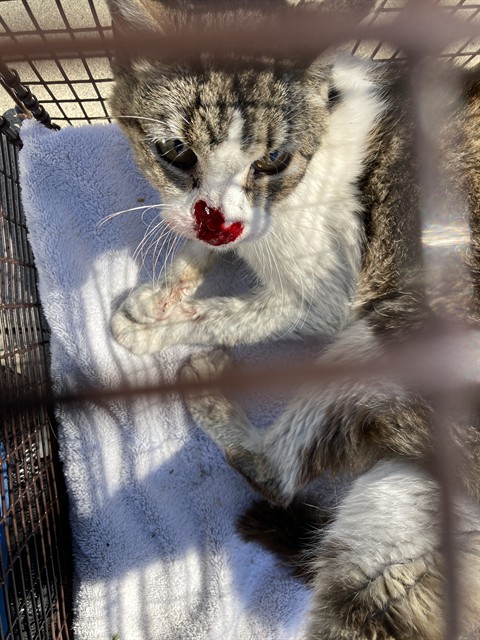 Shelter Stray Female Cat last seen Near BLOCK GUNDRY AVE LONG BEACH CA 90805, 7700 E Spring St, Long Beach, CA 90815, USA