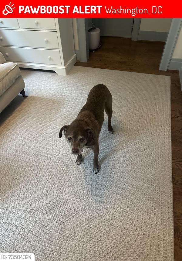 Lost Male Dog last seen Rock Creek Park near the Rock Creek Park Horse Center, Washington, DC 20015