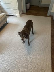 Lost Male Dog last seen Rock Creek Park near the Rock Creek Park Horse Center, Washington, DC 20015