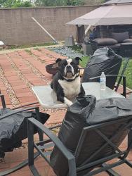 Lost Male Dog last seen Imperial & Figueroa, Los Angeles, CA 90061