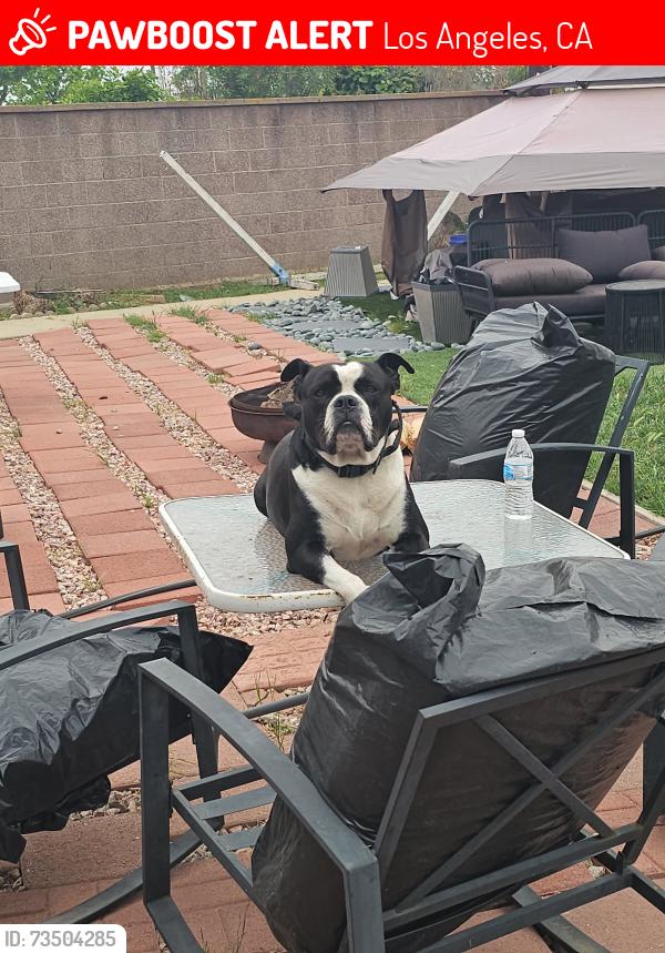 Lost Male Dog last seen Imperial & Figueroa, Los Angeles, CA 90061