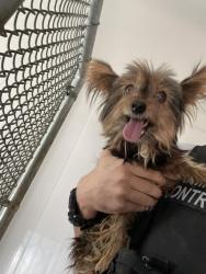 Shelter Stray Female Dog last seen MORGAN X MAY RANCH PKWY, 227 N D St, Perris, CA 92570, USA