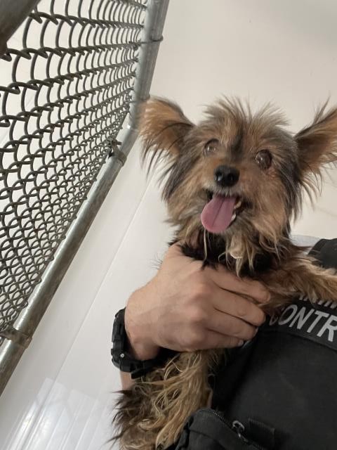Shelter Stray Female Dog last seen MORGAN X MAY RANCH PKWY, 227 N D St, Perris, CA 92570, USA