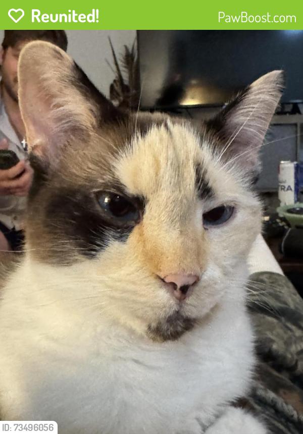 Reunited Female Cat last seen Near Nona Kay Dr, San Antonio, TX 78217, USA, San Antonio, TX 78217