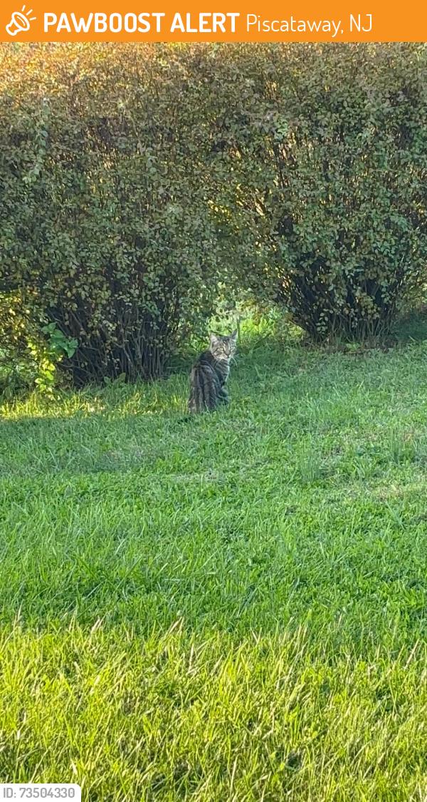 Found/Stray Unknown Cat last seen Near SHI Stadium, Piscataway, NJ 08854