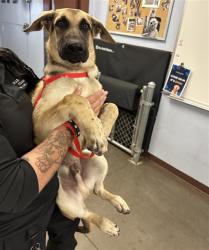 Shelter Stray Male Dog last seen 27TH AVE AND PIMA ST, 2500 S 27th Ave, Phoenix, AZ 85009, USA