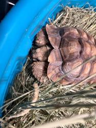Shelter Stray Female Reptile last seen VISTA WAY & DORAN CT, 130 Beyer Way, Chula Vista, CA 91911, USA