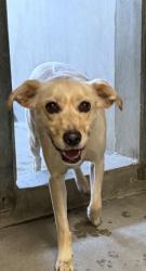 Shelter Stray Male Dog last seen 40TH AND KENDALL, 333 Chandler Pl, San Bernardino, CA 92408, USA
