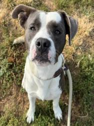 Shelter Stray Male Dog last seen Near BLOCK ST JOAN DR,63031, 10521 Baur Blvd, Olivette, MO 63132, USA