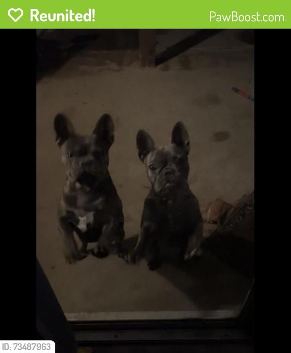 Reunited Female Dog last seen Near Sitting Bull Rd, Apple Valley, CA 92308, USA, Apple Valley, CA 92308