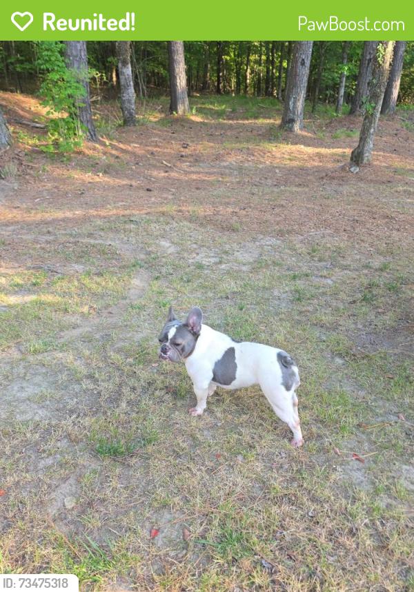Reunited Female Dog last seen Whispering Pines, Olive Branch, MS 38654