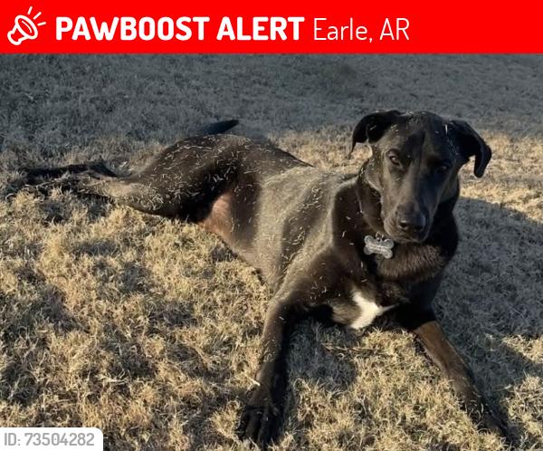 Lost Male Dog last seen Off 64 in-between Earle & Parkin, Earle, AR 72331