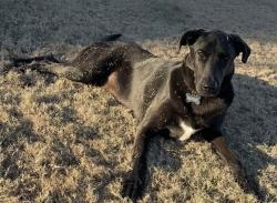Lost Male Dog last seen Off 64 in-between Earle & Parkin, Earle, AR 72331
