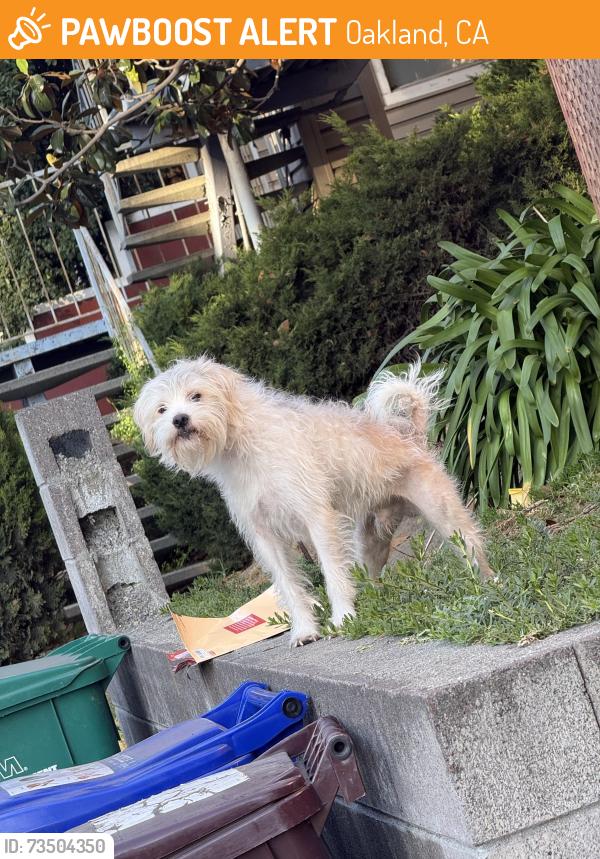 Found/Stray Male Dog last seen Golf links and mountain blvd, Oakland, CA 94605