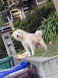 Found/Stray Male Dog last seen Golf links and mountain blvd, Oakland, CA 94605