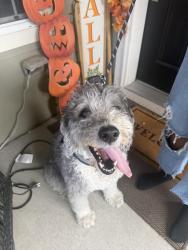 Reunited Male Dog last seen Iola and E Martin Luther King, Central Park Denver CO, Denver, CO 80238