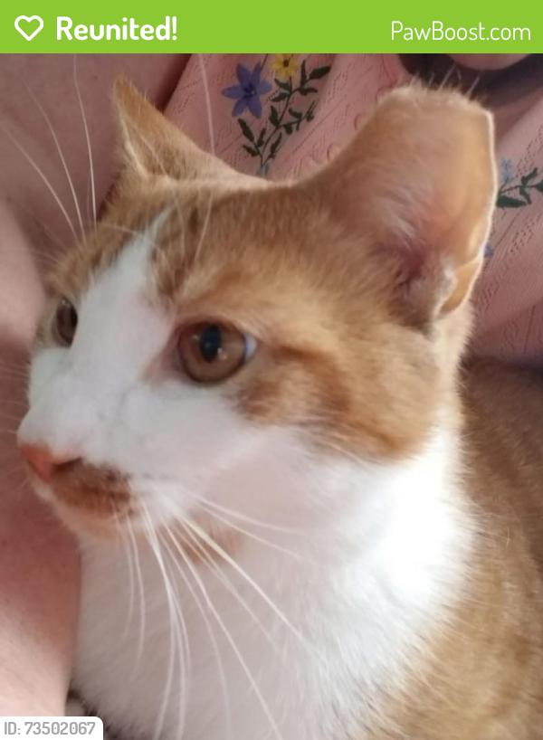 Reunited Male Cat last seen King St and Fir St in Palmyra,PA, Palmyra, PA 17078