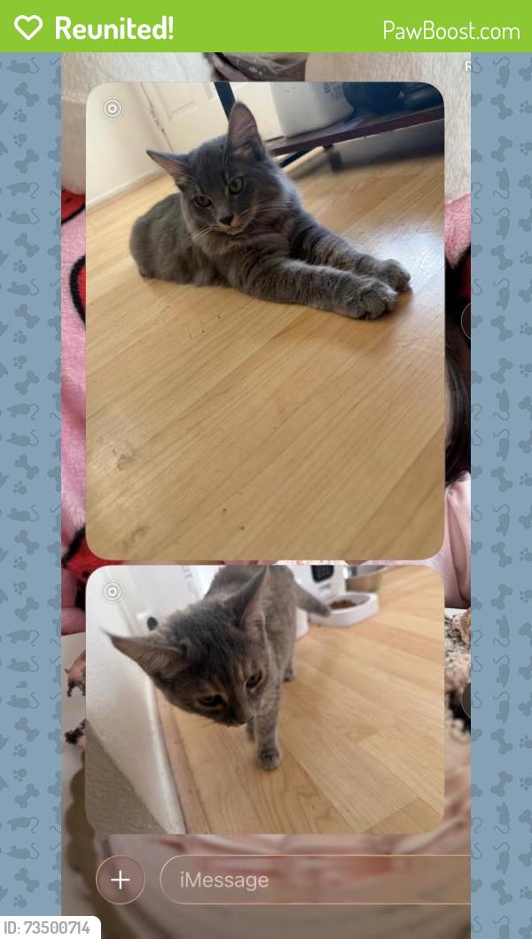 Reunited Male Cat last seen Avenida Del Platino and Calle Diamonte, Thousand Oaks, CA 91320