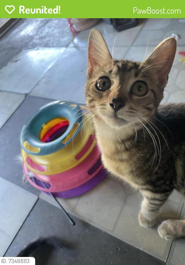 Reunited Female Cat last seen N Clarke Rd, Ocoee, FL 34761