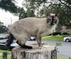 Reunited Female Cat last seen Oregon pike, Lancaster, PA 17601
