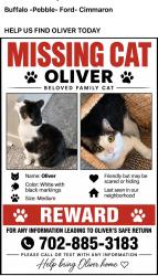 Lost Female Cat last seen Ford Buffalo, Las Vegas, NV 89113