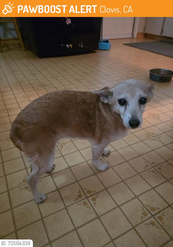 Found/Stray Female Dog last seen Peach and Barstow, Clovis, CA 93612