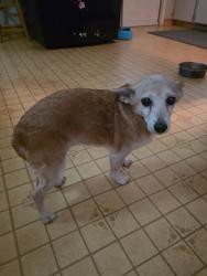 Found/Stray Female Dog last seen Peach and Barstow, Clovis, CA 93612