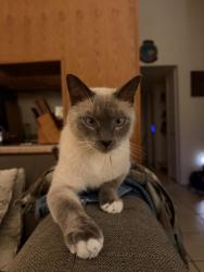 Lost Female Cat last seen Osborn and 12th Street, Phoenix, AZ 85014