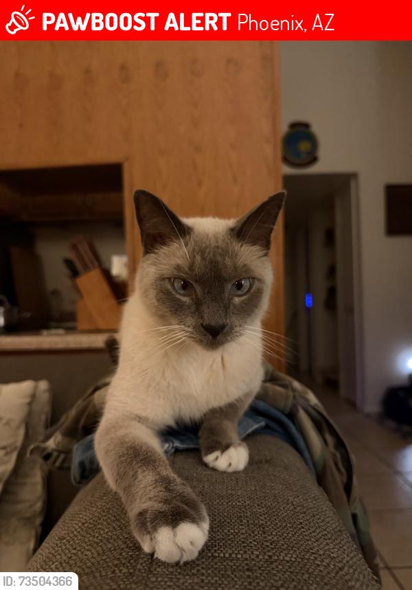 Lost Female Cat last seen Osborn and 12th Street, Phoenix, AZ 85014
