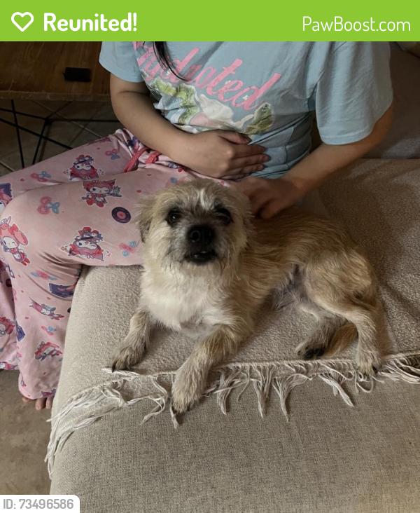 Reunited Male Dog last seen Gilbert, AZ, USA, Gilbert, AZ 85233