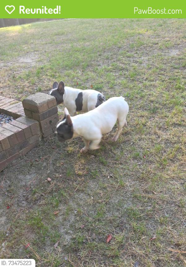 Reunited Female Dog last seen Whispering Pines, Olive Branch, MS 38654