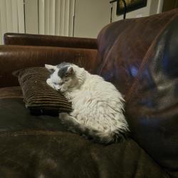 Lost Male Cat last seen Eagleridge dr, Henderson, NV 89074