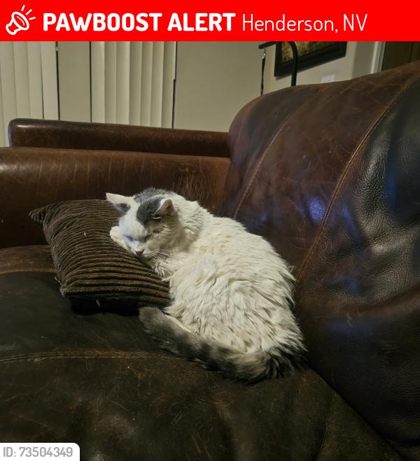 Lost Male Cat last seen Eagleridge dr, Henderson, NV 89074