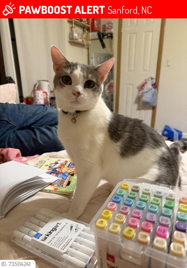 Lost Male Cat last seen Buckhorn Rd Sanford 27330, Sanford, NC 27330