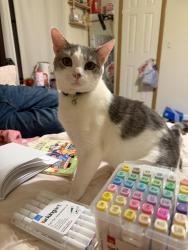Lost Male Cat last seen Buckhorn Rd Sanford 27330, Sanford, NC 27330