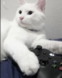 Reunited Male Cat last seen Rosecrans Corridor Gardena, CA United States, Gardena, CA 90247