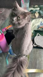 Reunited Male Cat last seen 41st ST & 18th Ave, Rochester, MN 55901