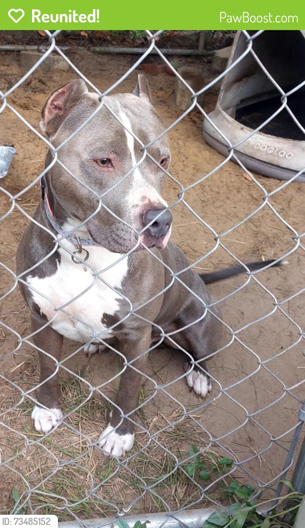 Reunited Male Dog last seen Saddlebrook Ln, Hopkins, SC 29061