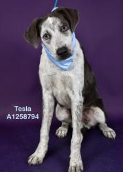Shelter Stray Male Dog last seen Near BLOCK FAIRFAX RD, BAKERSFIELD CA 93306, 3951 Fruitvale Ave, Bakersfield, CA 93308, USA